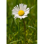 Daisy Sprouts