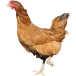 Chicken's 4 Life