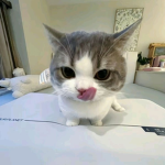 thugcats fg