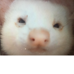 xxxOllie the ferretxxx