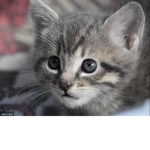 cat love!!!!!