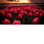 The True Tulips