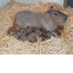 capybara_army