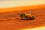 Bee Rangler Corporation