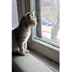 THE WINDOWLOOKERS :|