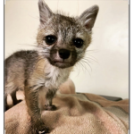 Baby Fox United