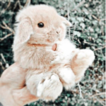 •FluffyBears•