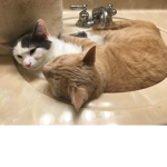 ~*cat_group*~