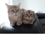 Juju_chaton