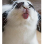Pixi 's bunny 's