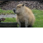 GANG DES CAPYBARA