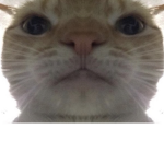 StarinG Kat