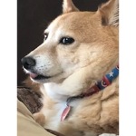 DogeHiLolHi