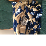 kitten and taco club