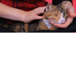 Cats of things