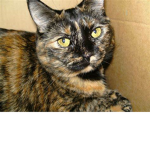 Kitty Fans (pls join if you like or love kittys)