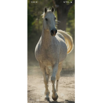 Fan_horse