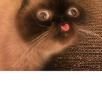 Little catos