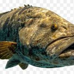 Grouper hangout