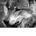 ~Snow Wolves~