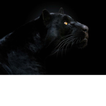 Black Panther Clan3
