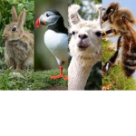 The Strong Animal Empire