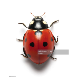 AI Bugs