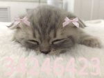 kawaii kitty klub