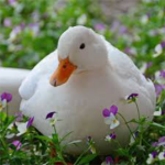 Nora’s duckys