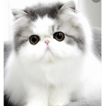 Cathy the cat