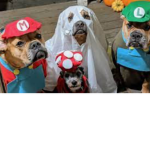 Fat dogs and other animals!!!