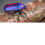 Beetle