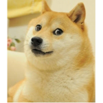 Doge Squad for: boi