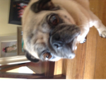 Pugs and roblox