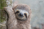 SLOTH BOIS AND GURLS
