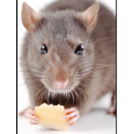 Rat avengers