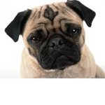 PugLovers