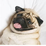 Pug CIan