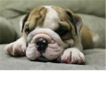 THE ROBLOX BULLDOG PUPPIE ASSASINS