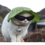 Catboii324