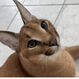 worship floppa (scary update!)