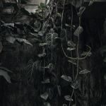 Vines Co