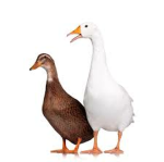 Goose and duck club