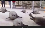 +bouncing seals+
