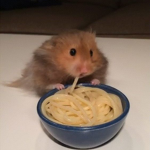 Hampters that eat Spagett