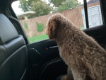 My dog that is one