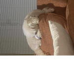 Doggo dream