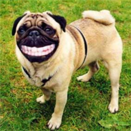 Smile Dog Roblox decal