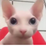 bingus enjoyers