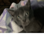 Cats are the best cat